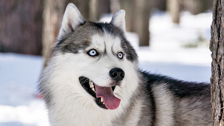 adult white and gray Siberian husky, dog, view, sled Dog, snow