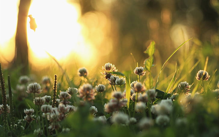 Morning light, grass, plants, flowers, sun rays
