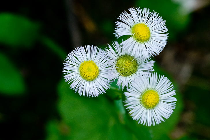 macro photography of petal flowers, daisy, daisy, White Daisy