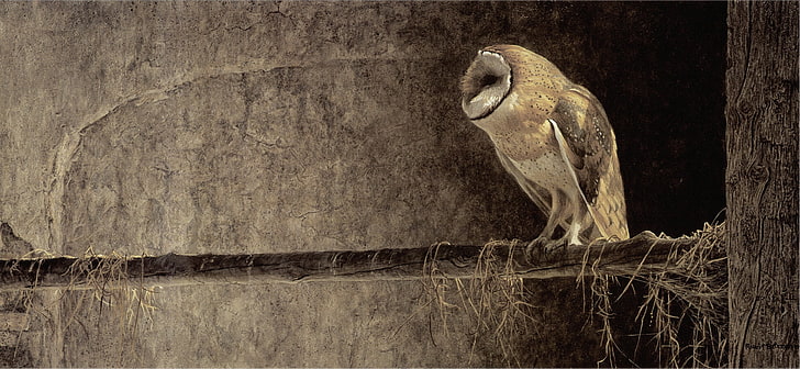 beige and white barn owl, painting, Robert Bateman, Robert Batman