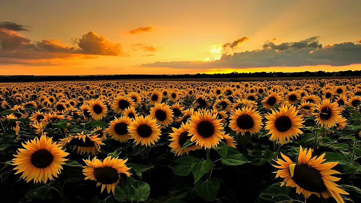 Sunflower Field at Sunset Wallpaper | Happywall
