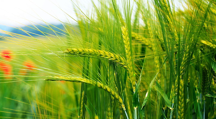 HD wallpaper: grass 4k desktop, crop, cereal plant, agriculture, growth |  Wallpaper Flare