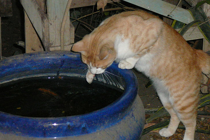 Me Tinks I Will Catch The Fishy Meow!, ginger, photographycute, HD wallpaper