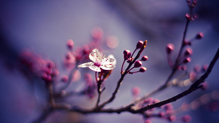 blossom, branch, pink flower, spring, twig, macro photography, HD wallpaper
