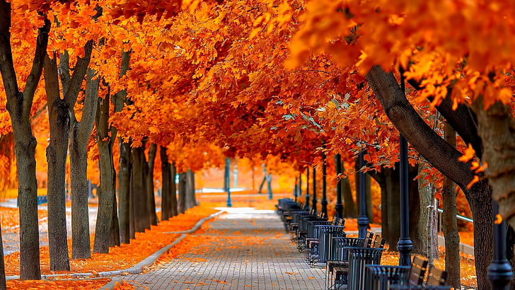 tree lane, park, red leaves, benches, autumn scenery, autumn trees