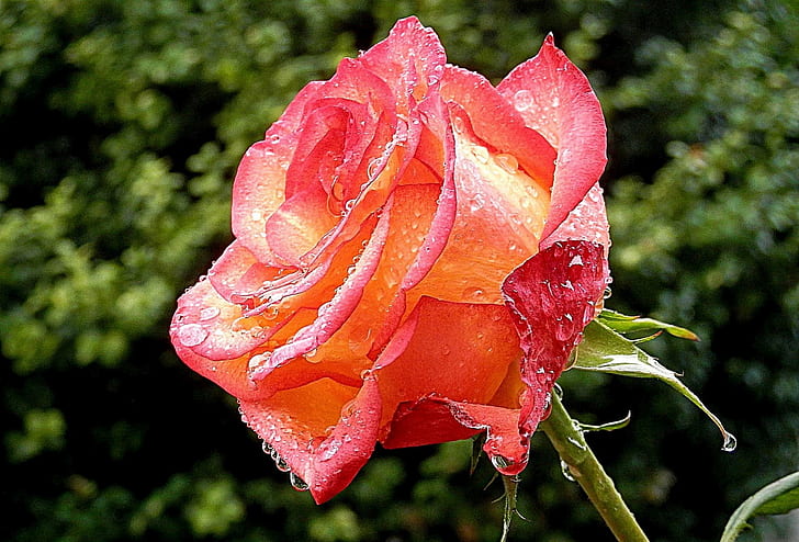pink and orange rose, Feuer  Wasser, fire  water, water  droplets