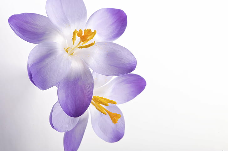 purple-white flowers, crocus, crocus, Series, Yellow, Art, Graphics, HD wallpaper