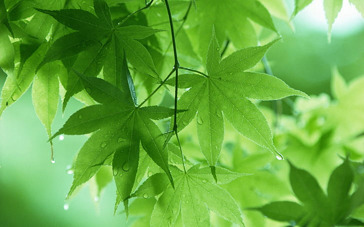 Green maple leaf after the spring rain, green marijuana plants