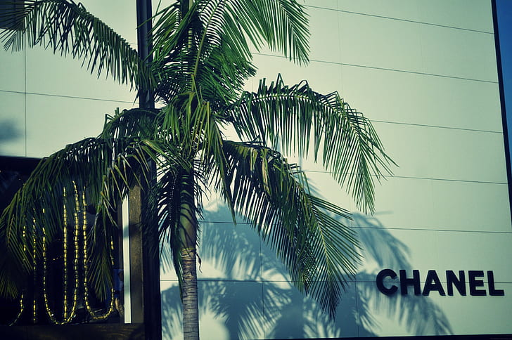 Chanel, logo, palm trees, HD wallpaper