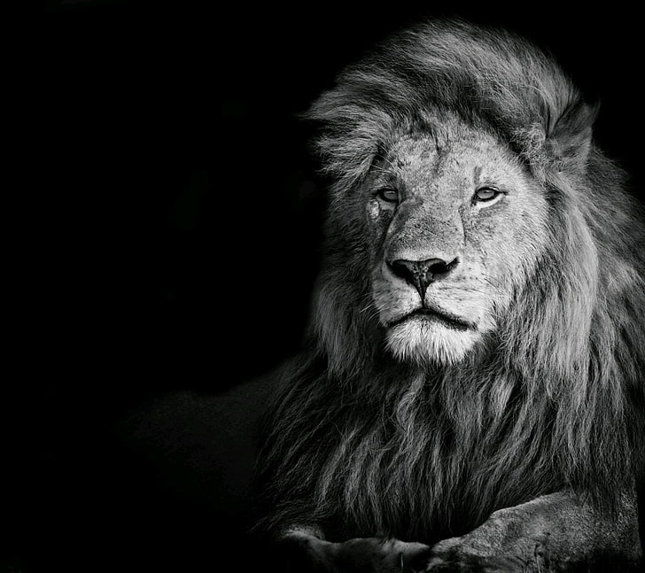 lion illustration, photography, animals, one animal, lion - feline, HD wallpaper