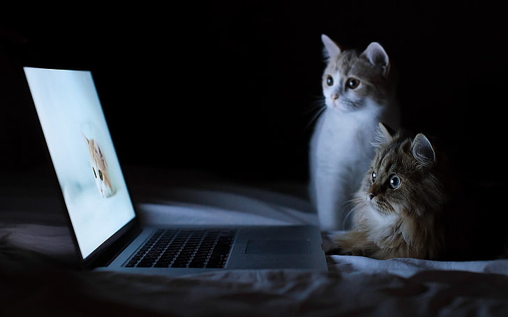 MacBook Pro, cat, feline, laptop, domestic Cat, pets, animal, HD wallpaper