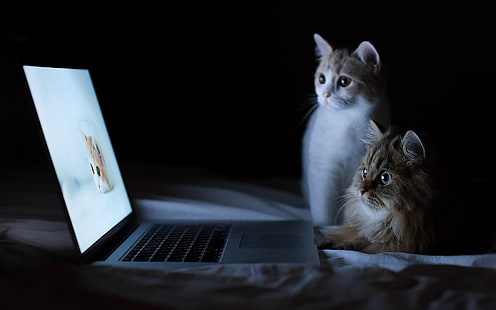 HD wallpaper: laptop, cat | Wallpaper Flare