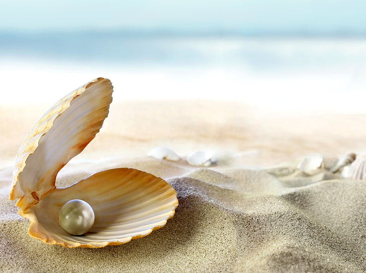 white seashell, sand, beach, the sun, tropics, the ocean, pearl, HD wallpaper