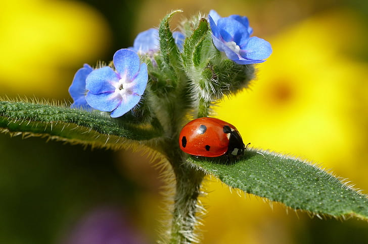 Insect Ladybug on flower, red and black ladybug, plant, leaves, HD wallpaper