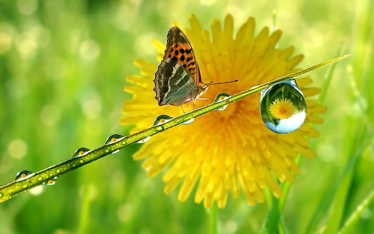 Butterfly and the drops after rain, HD wallpaper