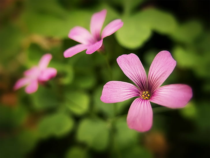 shift lens photograph of pink flower, Dream, Photography, Canon PowerShot, HD wallpaper