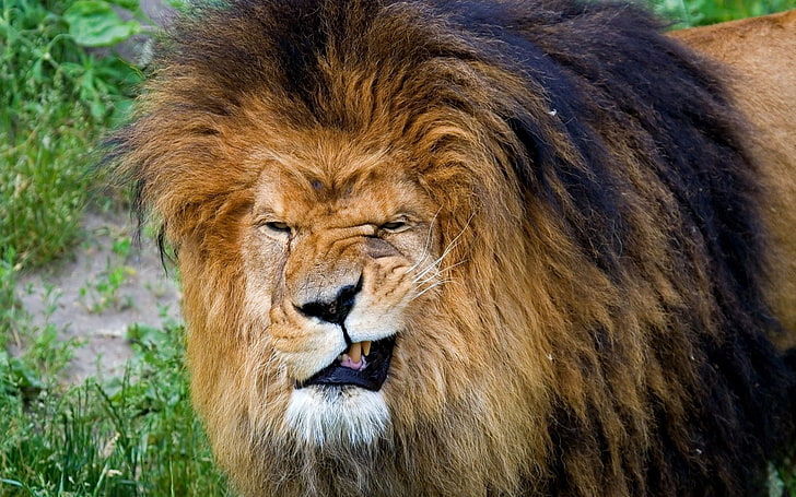 brown lion, teeth, aggression, face, mane, predator, king of beasts