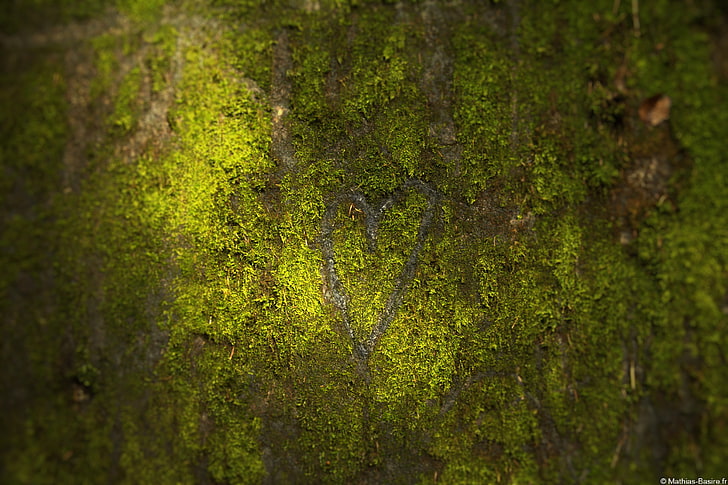 Vosges, love, nature, macro, plant, green color, growth, moss, HD wallpaper