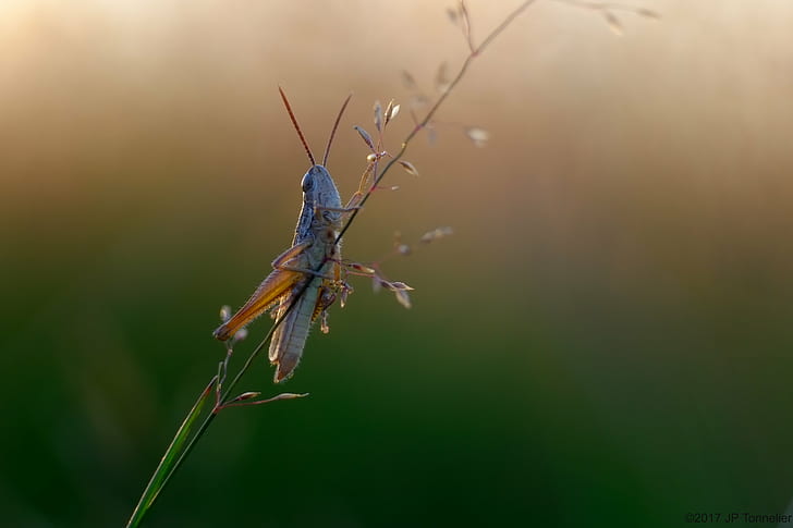 brown grasshopper perching on green grass in close-up photography, HD wallpaper