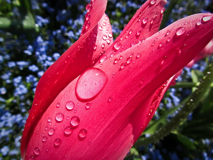 macro shot of pink flower with raindrops, tulip, tulip, Canon