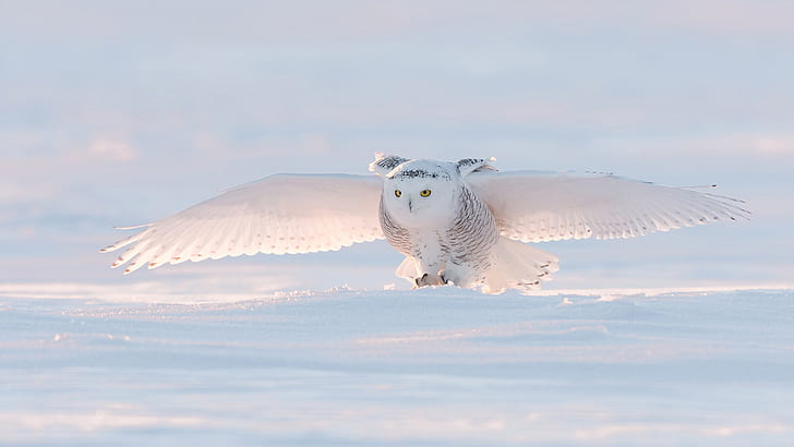 snow, birds, snowy owl