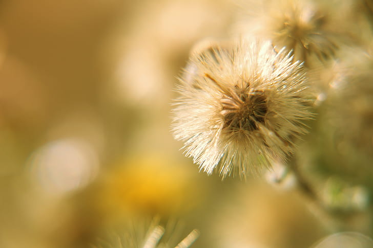 selective focus photography of dandelion, Sunny side up, Pawnee