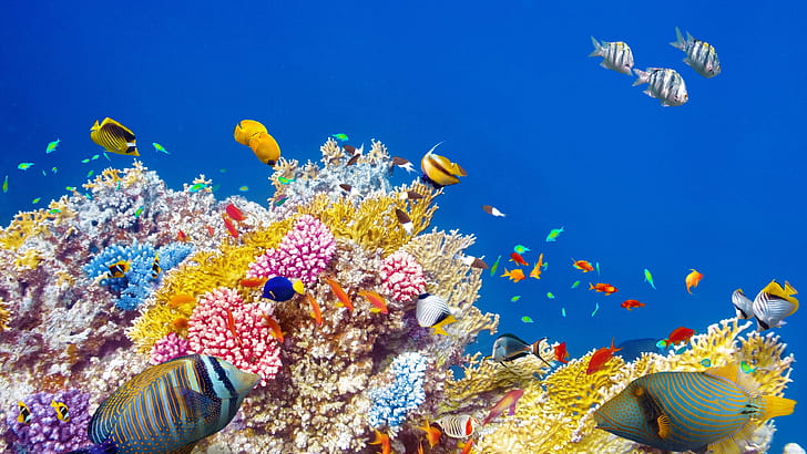 Underwater world, coral, tropical fishes, colorful, HD wallpaper