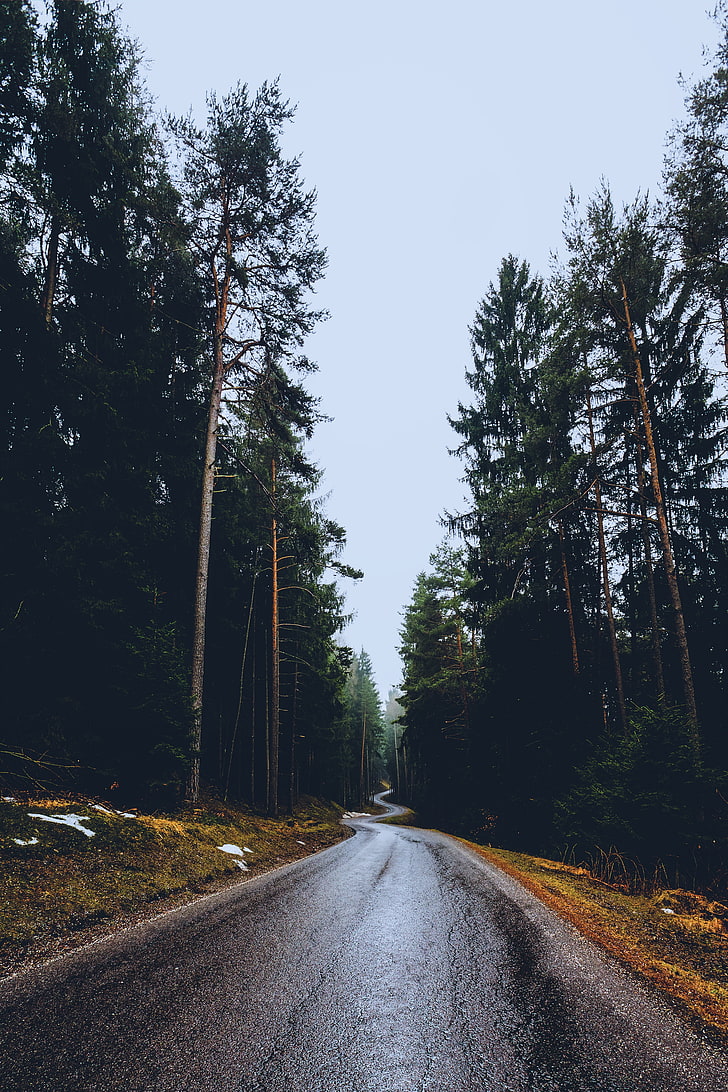 road pathway, nature, trees, long road, pine trees, forest, plant