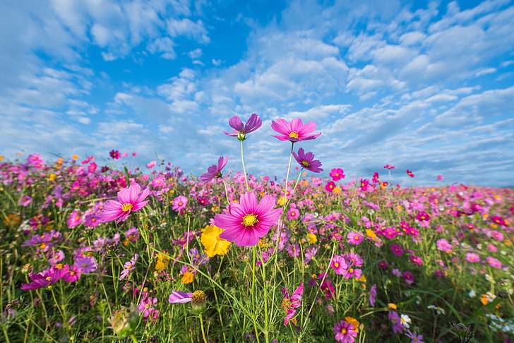 field, summer, the sky, flowers, colorful, meadow, pink, cosmos