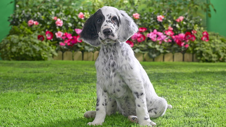 Dogs, Cute, English Setter, Garden, Puppy, one animal, plant, HD wallpaper