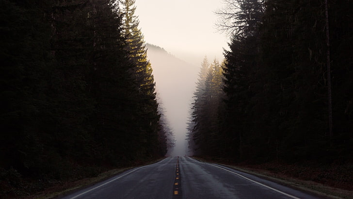asphalt road, nature, landscape, trees, forest, mist, hills, transportation