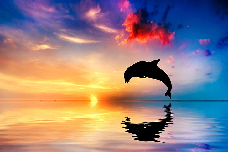 HD wallpaper Dolphin Sunset 5K Beautiful ocean  Wallpaper Flare