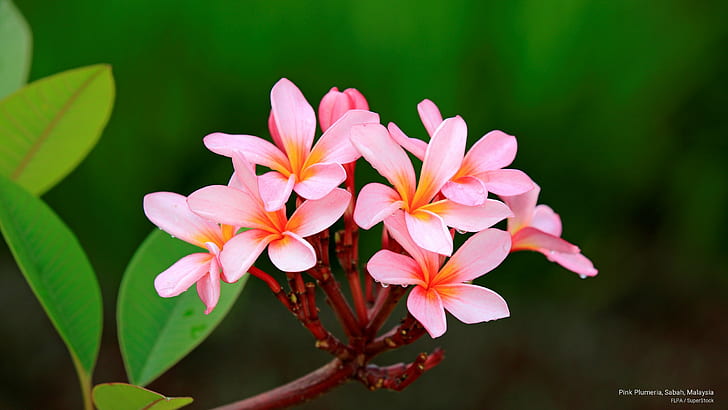 Pink Plumeria, Sabah, Malaysia, Flowers/Gardens, HD wallpaper