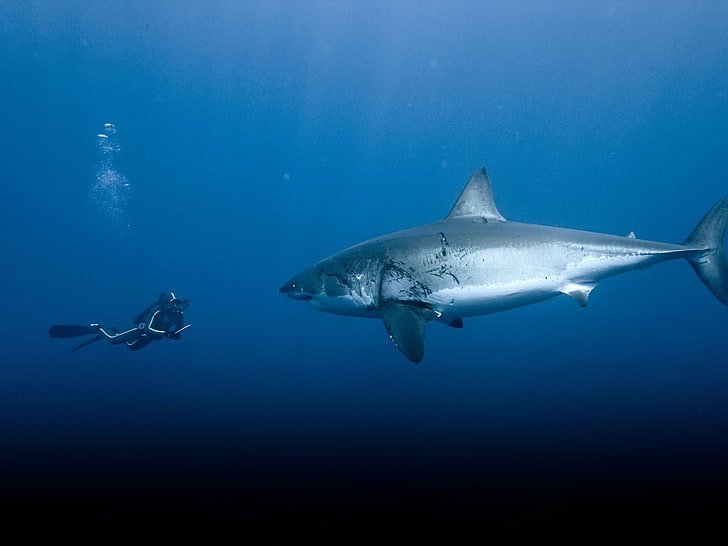 Great White Shark, animals, underwater, sea, animals in the wild