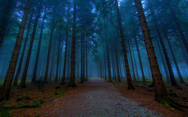 Mystical Forest Path, green trees, an evening, trail, pathway, HD wallpaper