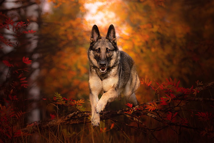 1200x1600px | free download | HD wallpaper: Dogs, German Shepherd, Fall,  Pet | Wallpaper Flare