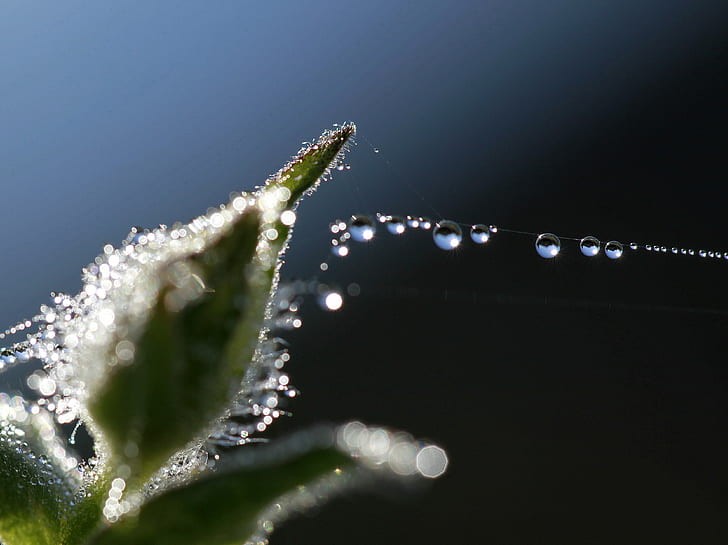 close up photography of water dew on leaf, orbit, drops, droplets