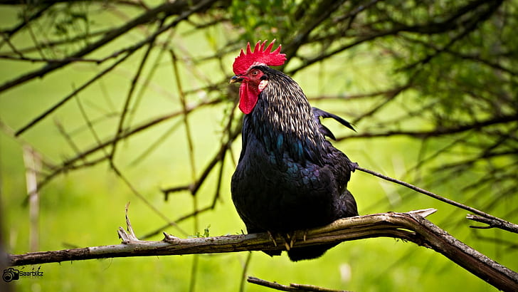 gray and black rooster on brown trunk, Enjoy, beautiful, spring