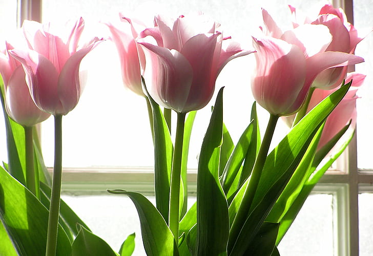 pink petal flowers, tulips, tulips, pale, backlight, nature, bouquet, HD wallpaper