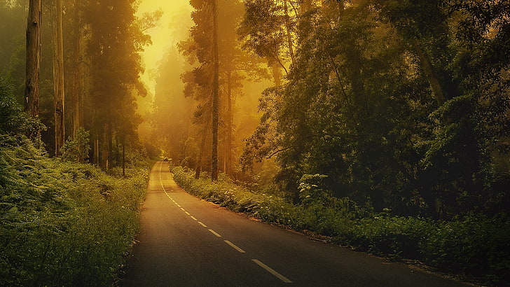 gray concrete road, forest, trees, green, nature, landscape, natural light, HD wallpaper