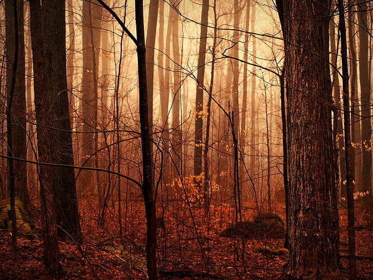 brown tree trunks, Lost, spooky, fog  forest, bush, forks, credit  river, HD wallpaper