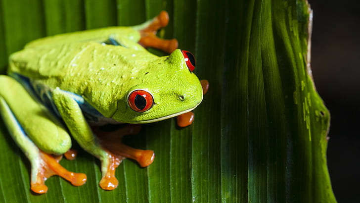 animals, nature, frog, macro, Red-Eyed Tree Frogs, amphibian, HD wallpaper