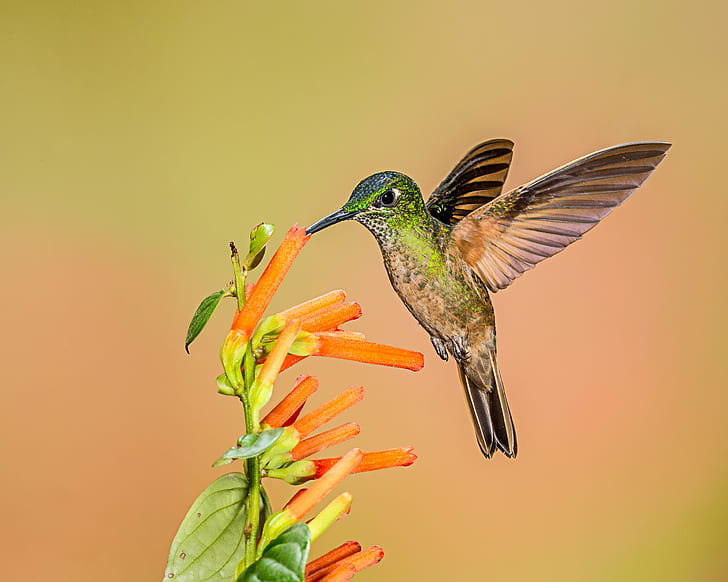 green hummingbird collecting nectar on orange petaled flower, fawn-breasted brilliant, fawn-breasted brilliant, HD wallpaper