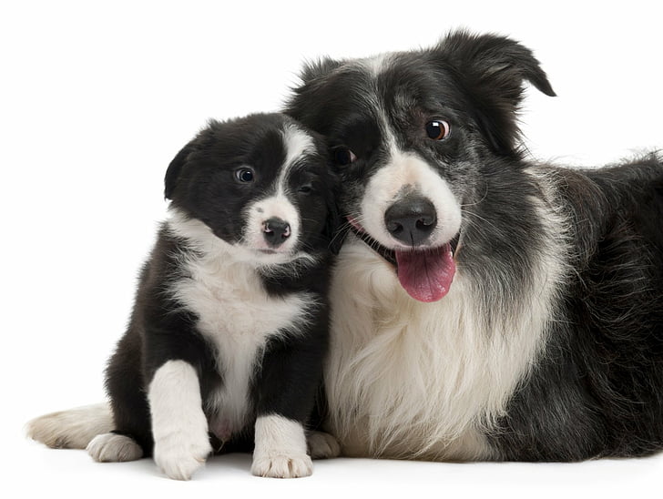 Dogs, Border Collie, Puppy, HD wallpaper