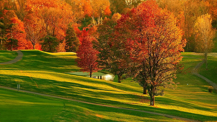 nature, leaf, autumn, tree, grass, landscape, deciduous, grassland, HD wallpaper