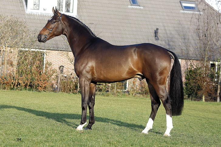 Dutch Warmblood Horse, brown and white horse, stallion, pony