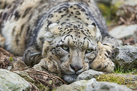 Hd Wallpaper Show Leopard Snow Leopard Ounce Cat Kitten Meat Images, Photos, Reviews
