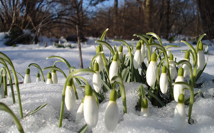 white flowers, snowdrops, spring, heat, primroses, spirits, thawed