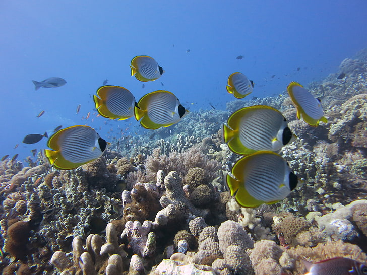 shoal of gray angelfishes, underwater, butterflyfish panda, coral, HD wallpaper