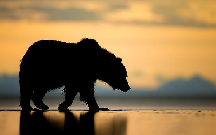 Alaska, bear, sunset, silhouette, polar bear, HD wallpaper
